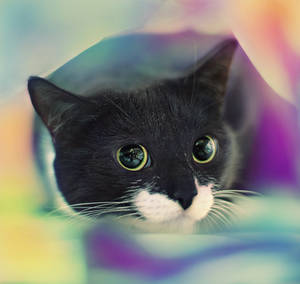 H i p p i e P i p p a by Anark8 H i p p i e P i p p a by Anark8