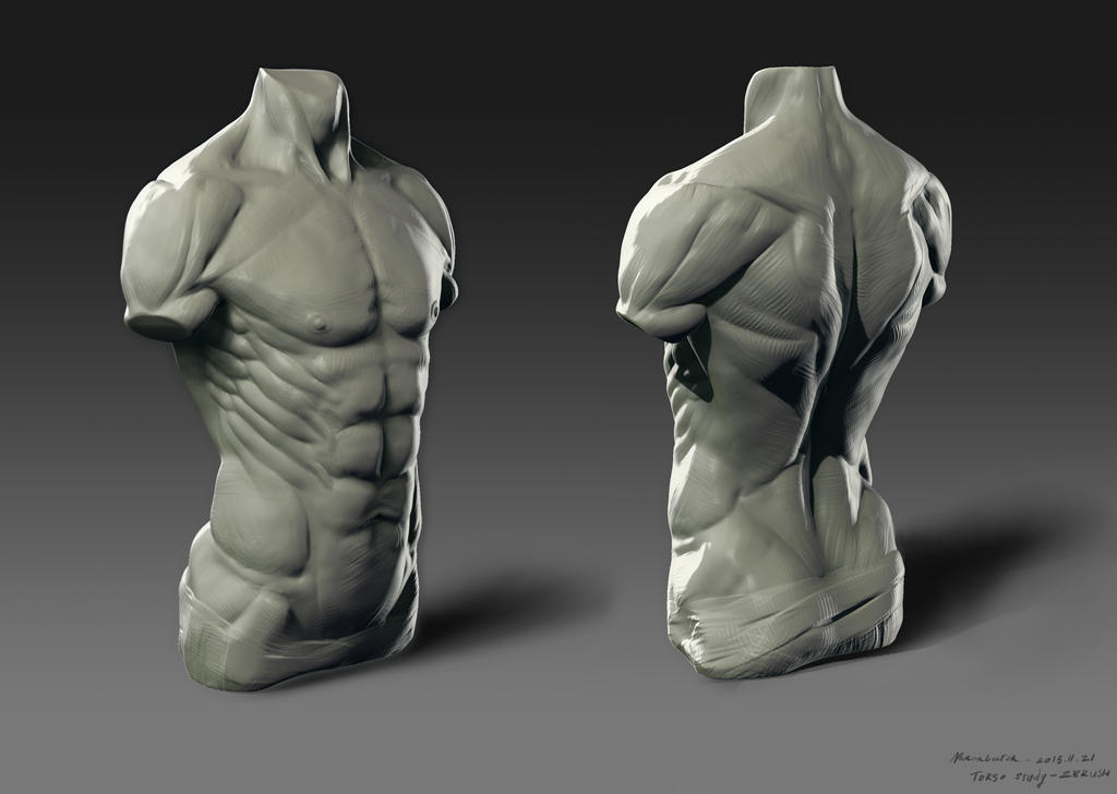 Torso study by Naranb on DeviantArt