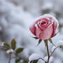 frozen rose wallpaper nature