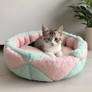 sweet kitten in pet bed digital art