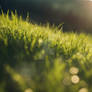grass nature wallpaper in sunshine HD