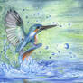 Kingfisher