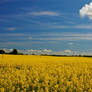 Oilseed