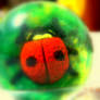 Ladybug in a ball