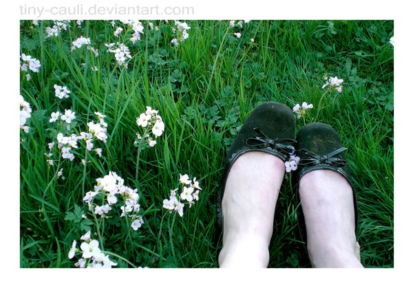 the virgin suicides