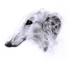 Borzoi