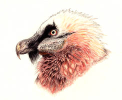 Bearded Vulture