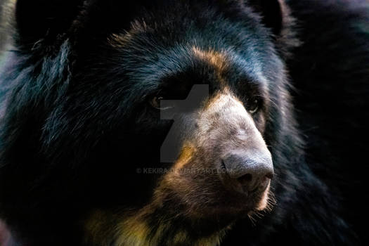 Spectacled Bear