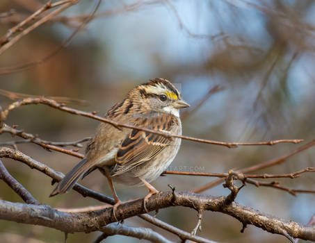 White-throat