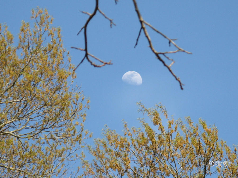Moon During Spring spring moon by dmccoy1 on DeviantArt