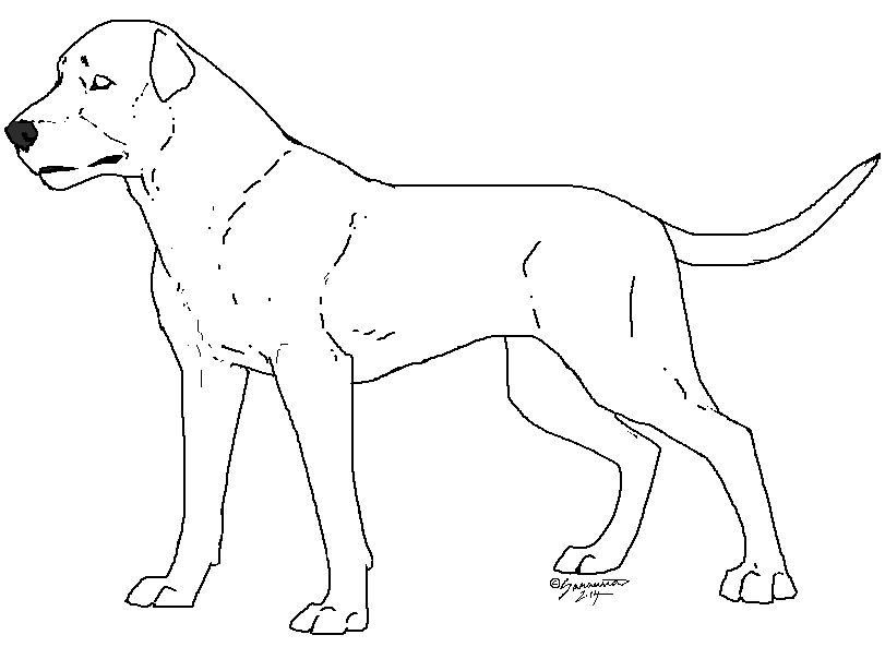 Rottweiler lineart by Saranna on DeviantArt