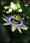 Passion Flower by deppismmmm