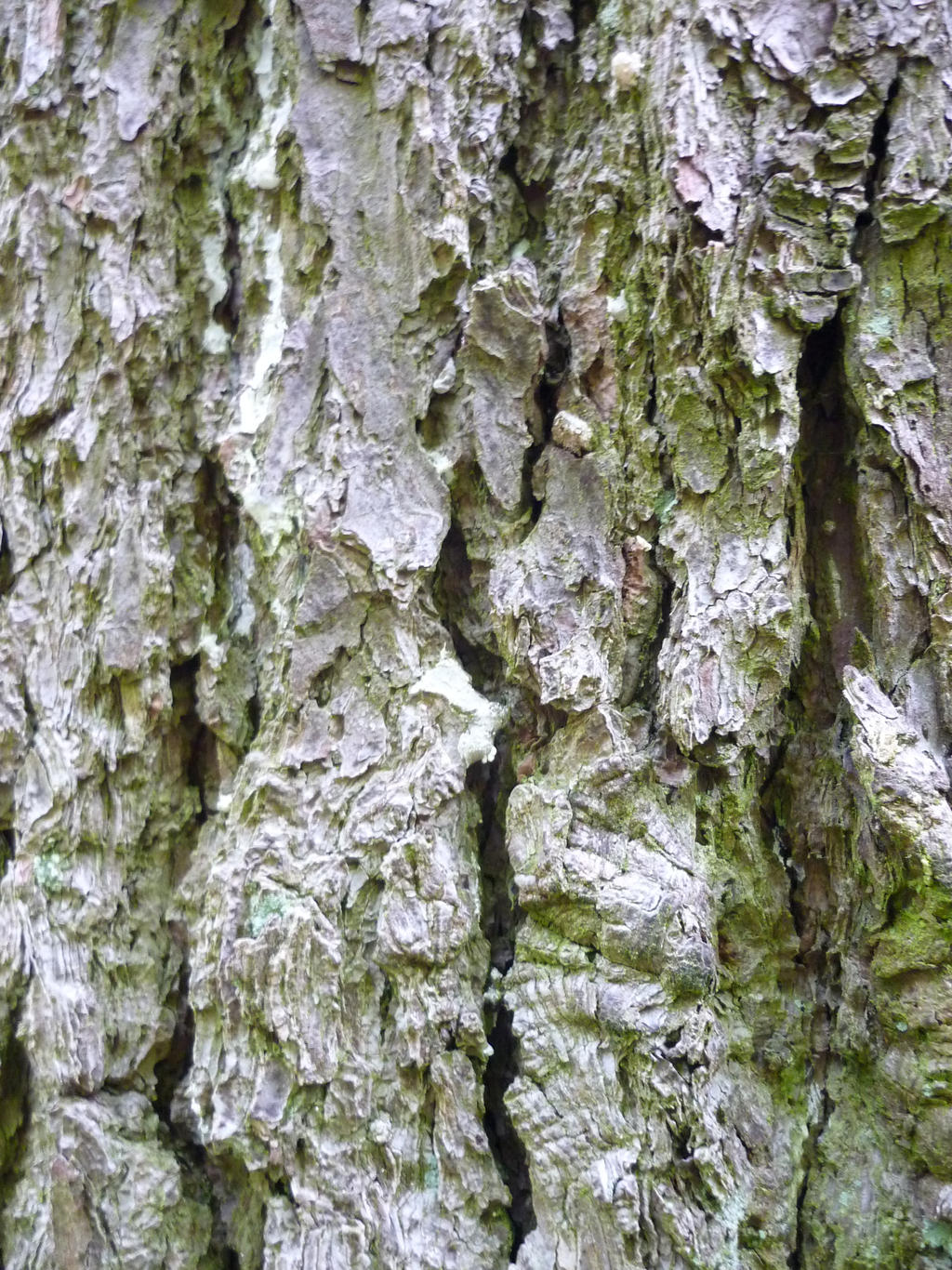 white bark