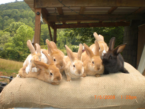 lots and lots of rabbits