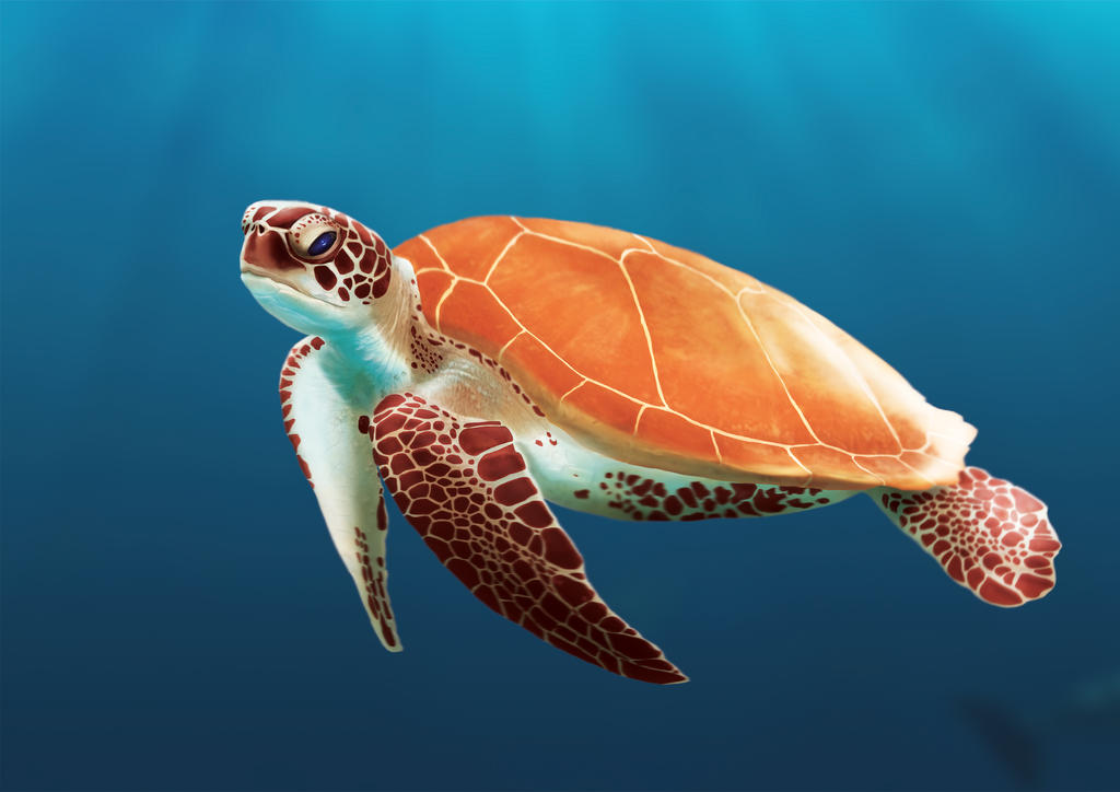 Fill Color Turtle Rgb Turtle RGB by AKorUa on DeviantArt