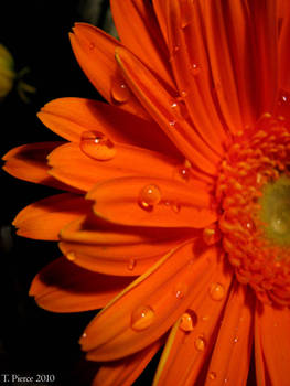 Orange Gerbera Daisy IX