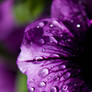 Purple Wave Petunia III