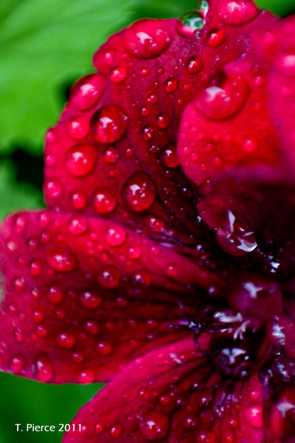 Red Geranium