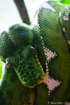 Green Python