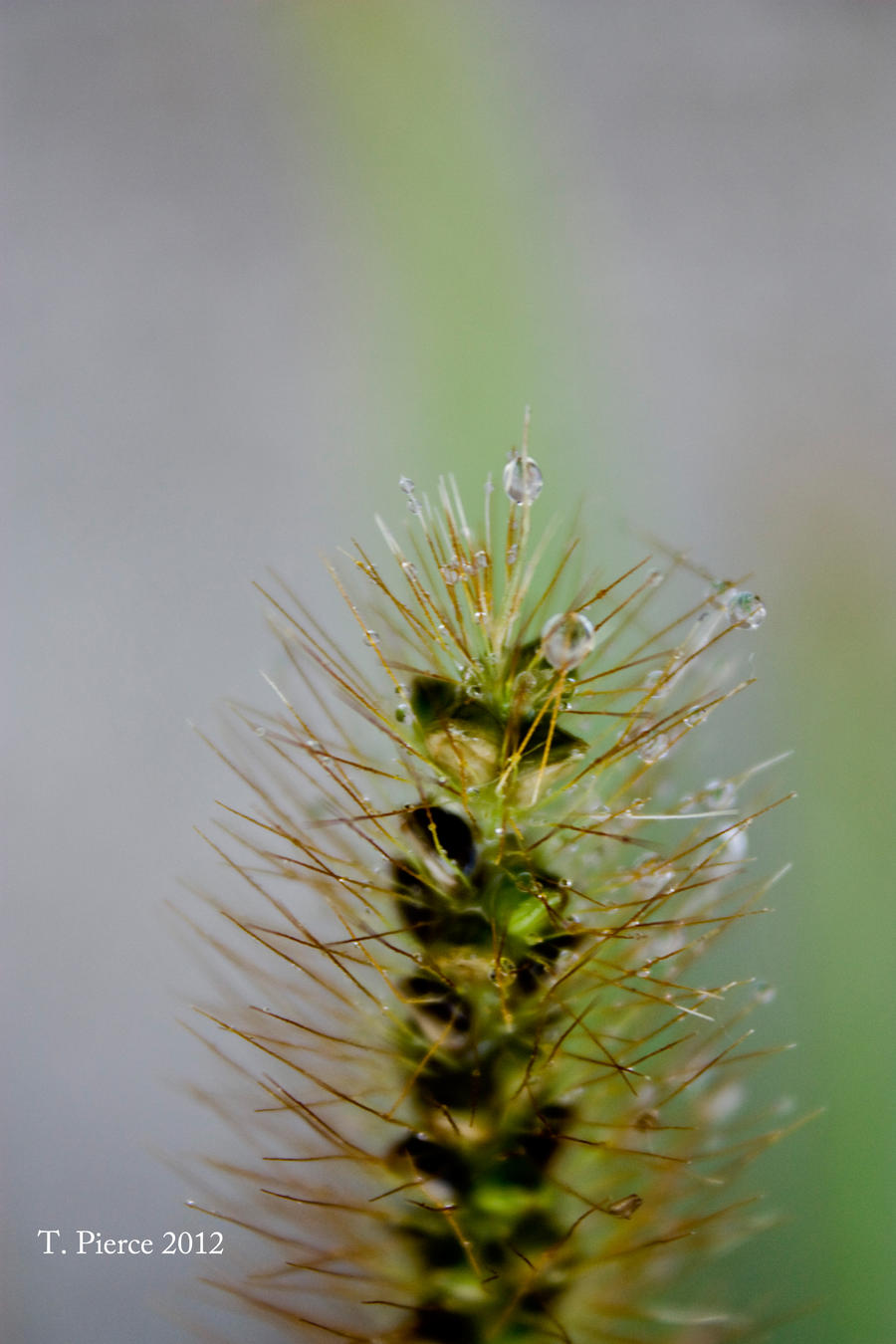 Little Wet Weed