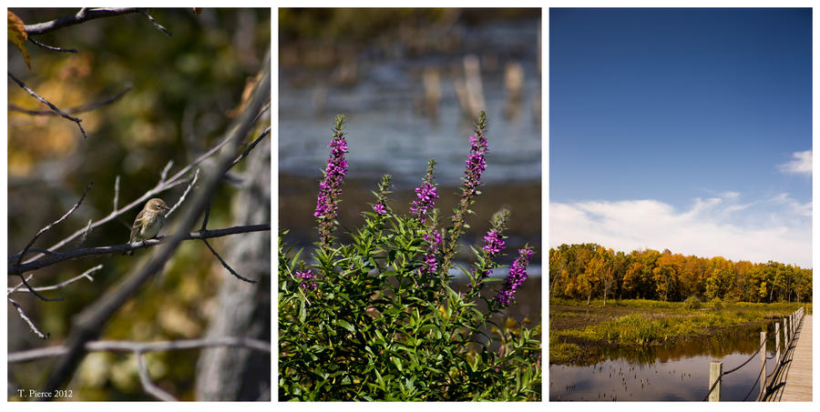 Horicon Marsh