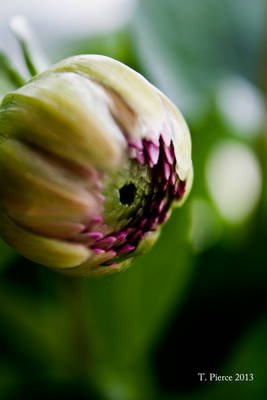 Dahlia Bud