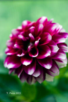 Dahlia Bloom