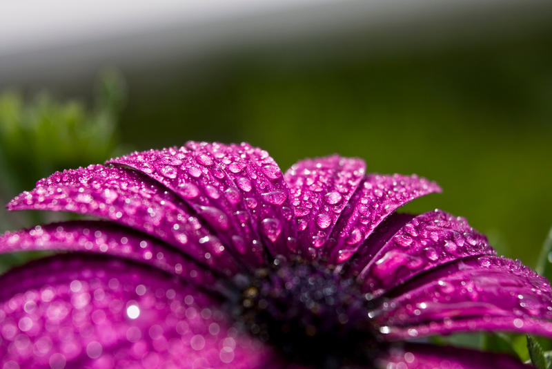 Purple African Daisy