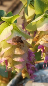 Stink Bug