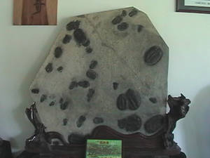 Fossil Rock