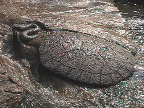 Speckled Turtle