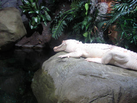 albino alligator