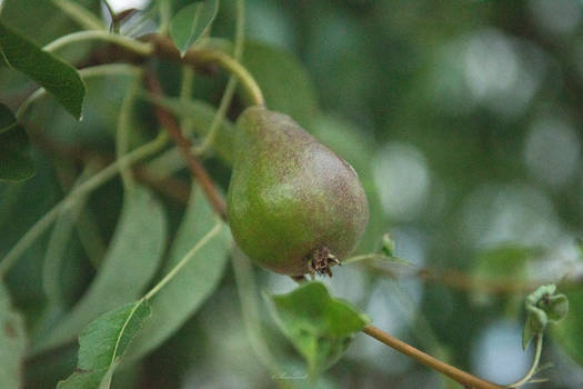 Little pear