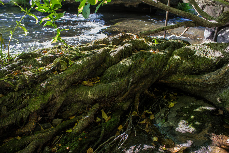 Tangled roots by AP69 on DeviantArt