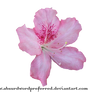 Transparent Flower PNG