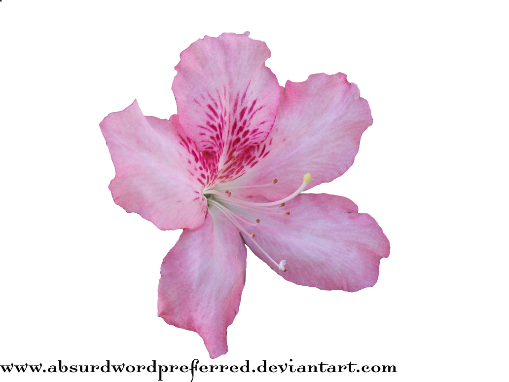 Transparent Flower PNG by AbsurdWordPreferred on DeviantArt