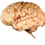 Brain FREE Transparent PNG