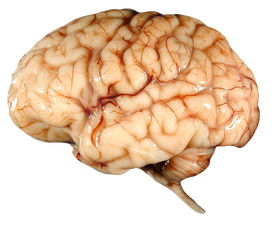 Brain FREE Transparent PNG