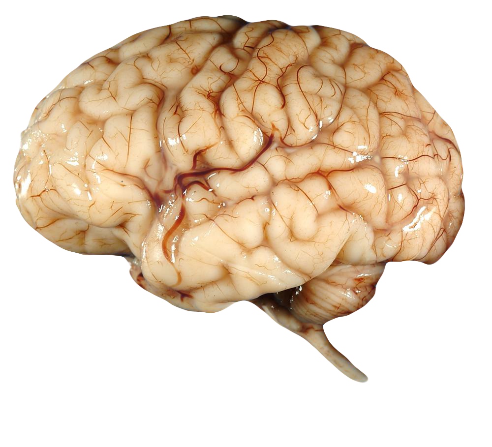 Brain FREE Transparent PNG