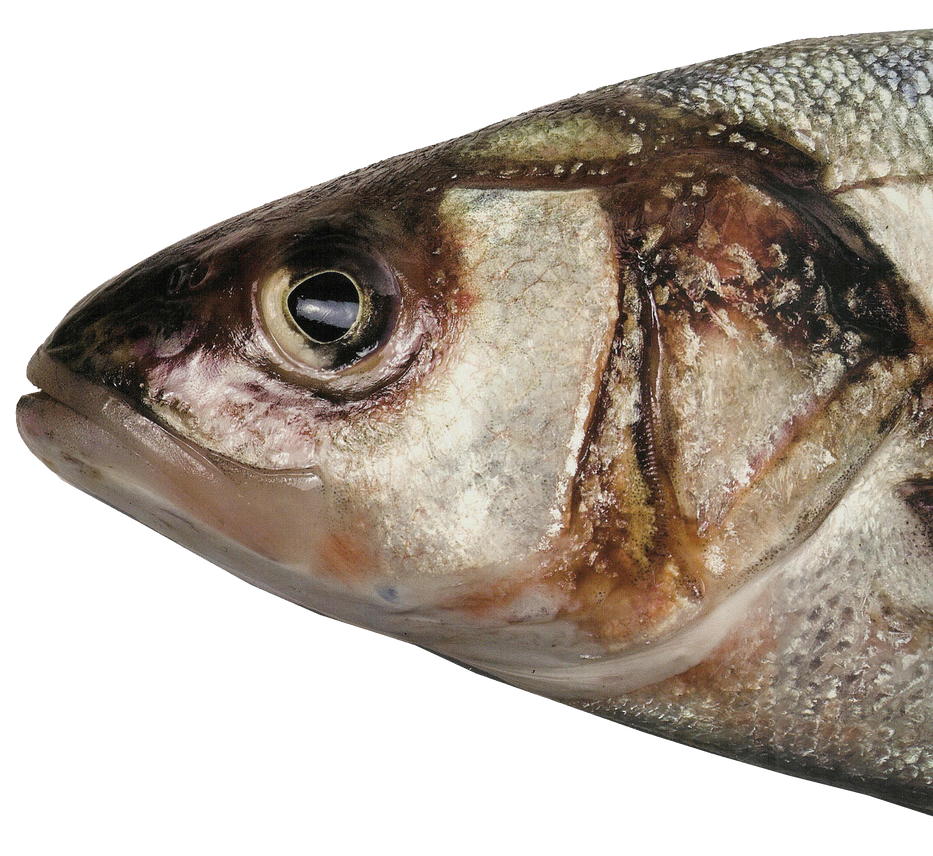 Fish Head FREE PNG by AbsurdWordPreferred on DeviantArt