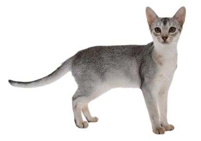 FREE CAT PNG