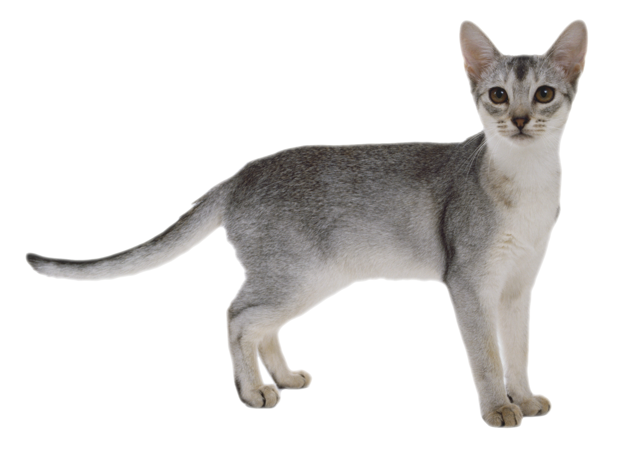 FREE CAT PNG