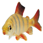 Fish Transparent PNG
