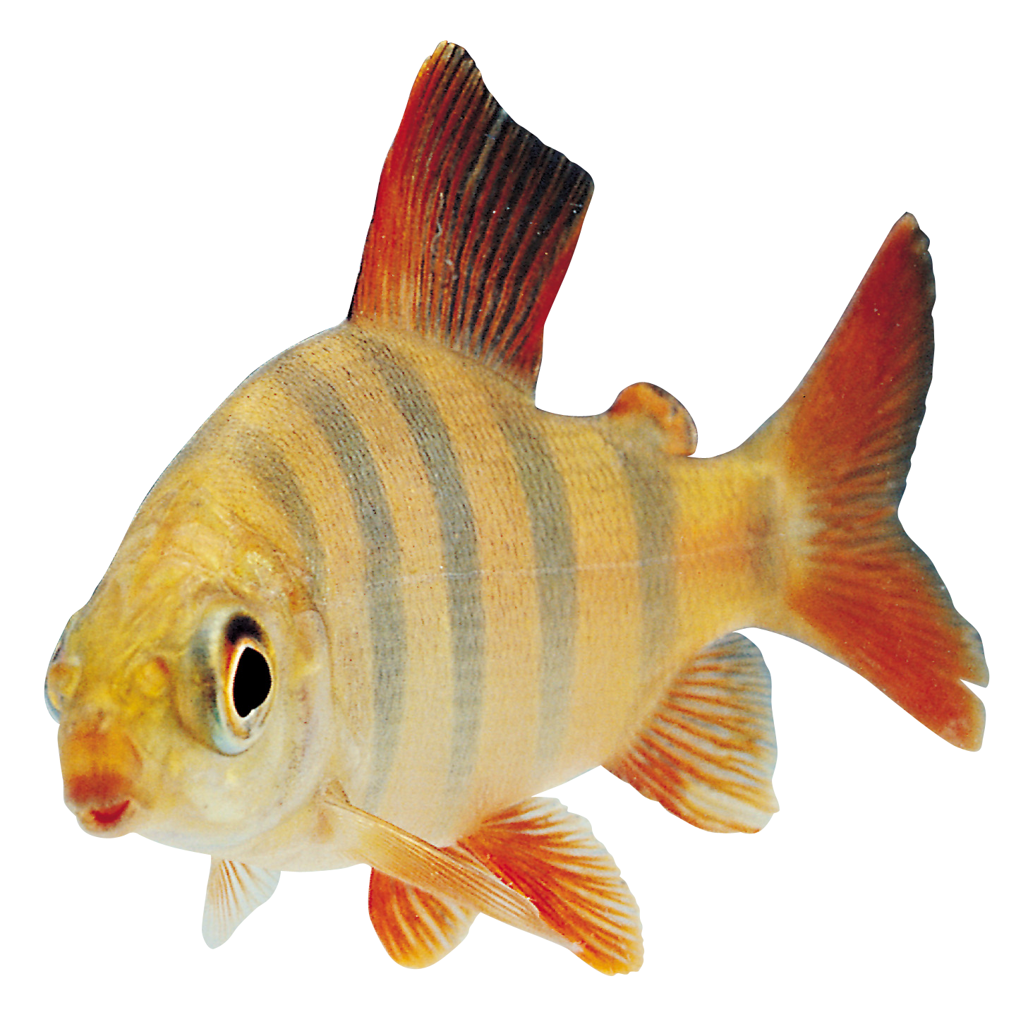 Fish Transparent PNG by AbsurdWordPreferred on DeviantArt