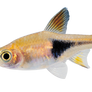 Little Fish png