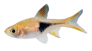 Little Fish png