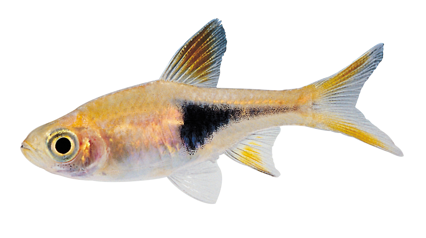 Little Fish png
