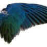 Wing PNG