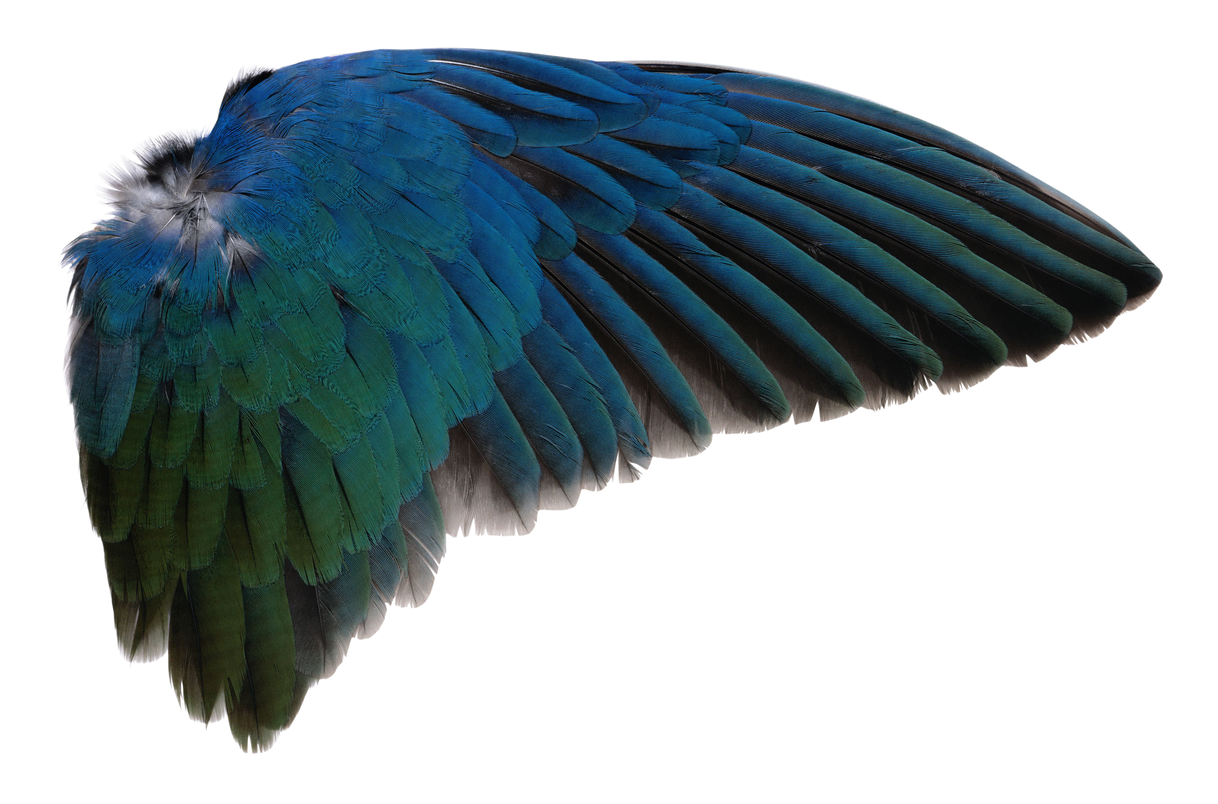 Wing PNG