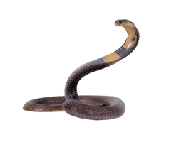 Snake transparent png